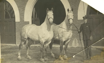 Fire Station Horses